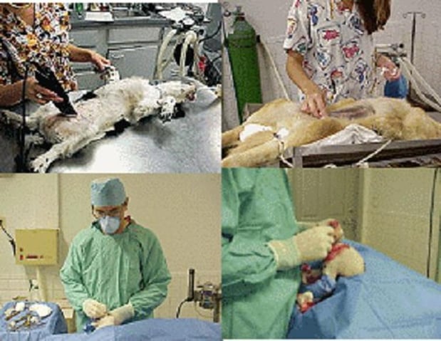 Images Gateway Animal Hospital