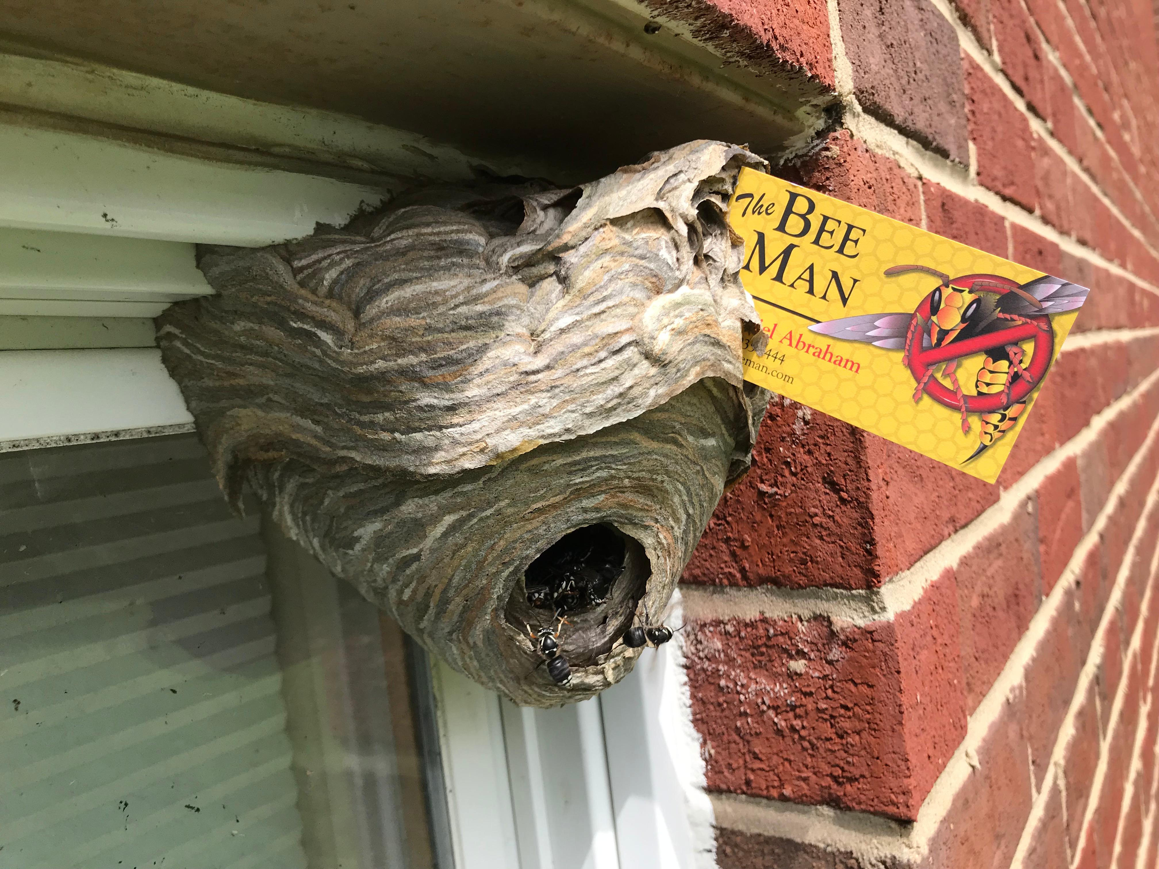 Bee exterminator serving Pittsburgh PA