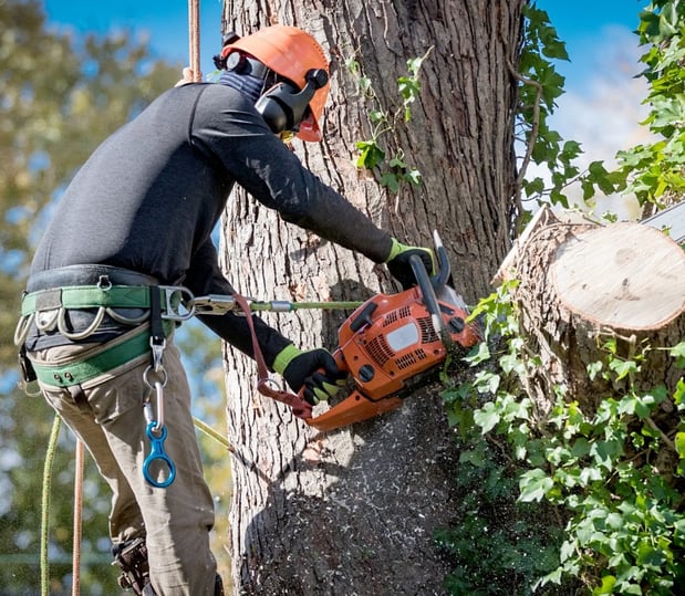 Images Dillon’s Tree Services