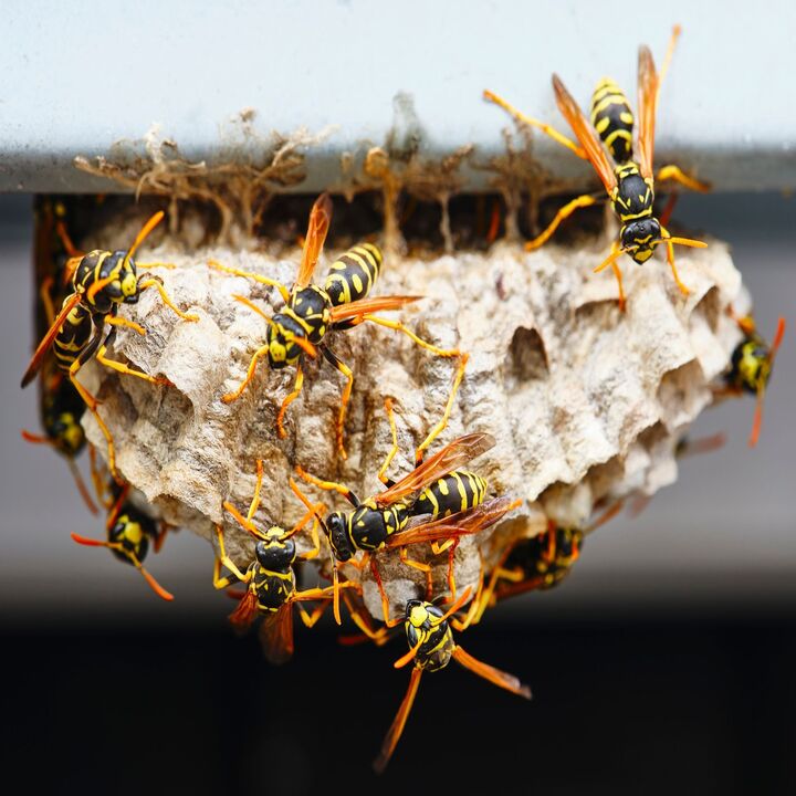 Images Evict A Pest Wildlife and Pest Control