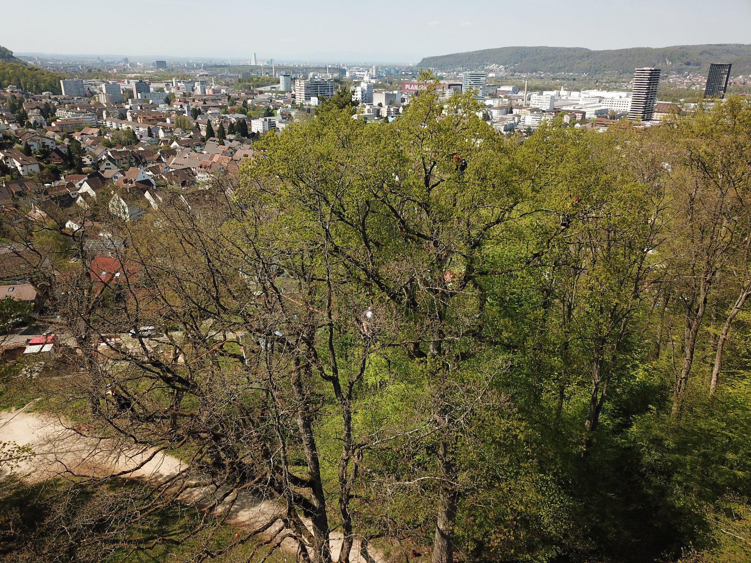 Bilder Baummaa Baumpflege GmbH