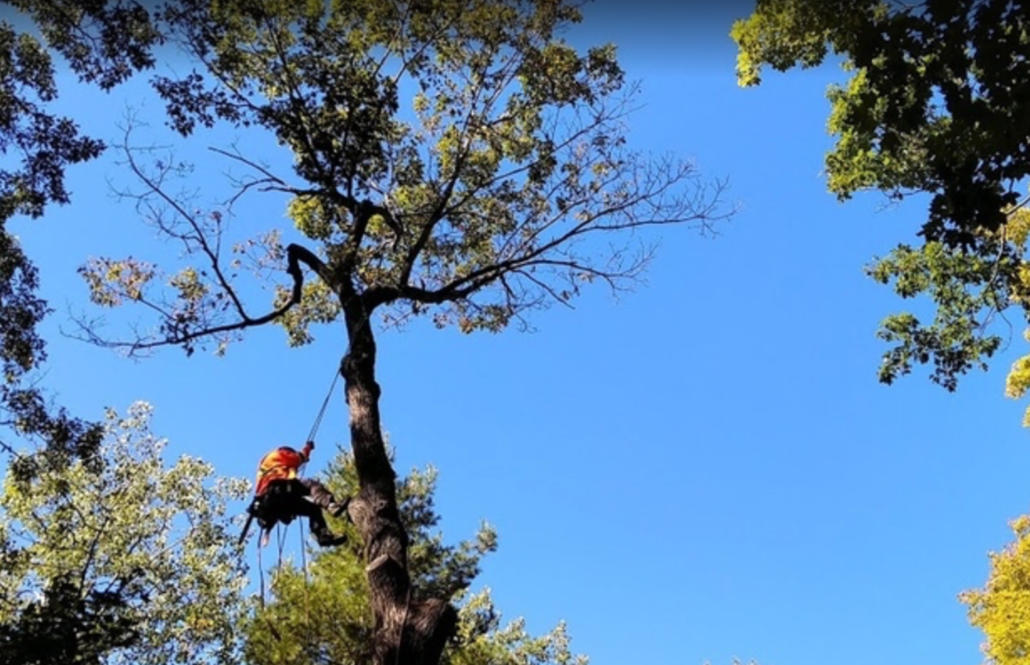 Images J. Daniels' Trees