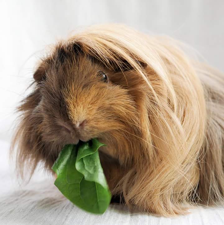 Meerschweinchenzucht Landshuter Moppelbande, Ettersdorf 25 in Mallersdorf-Pfaffenberg