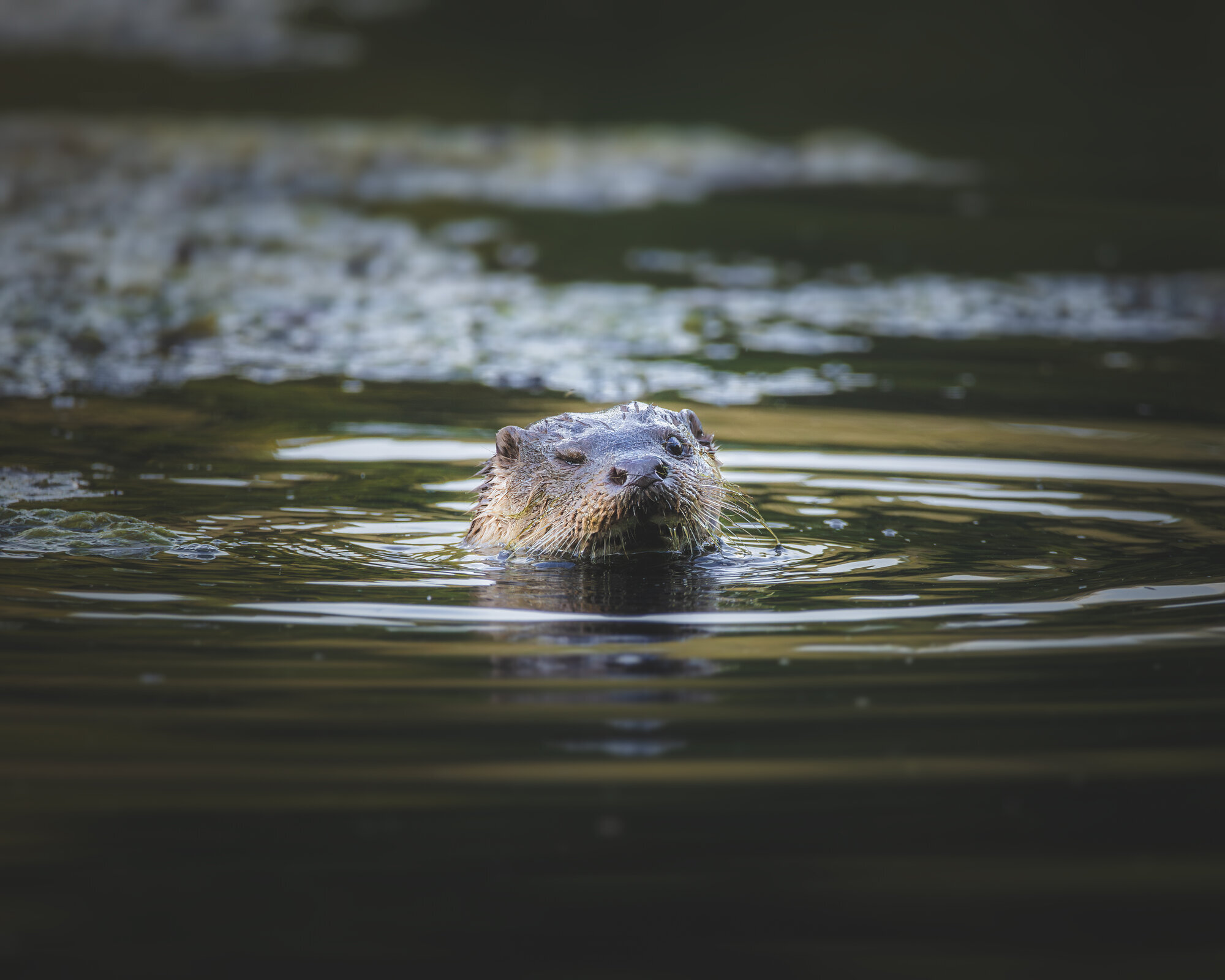 Images Josh Brown Media