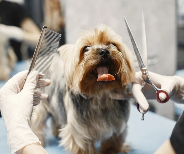 Images San Diego Grooming Academy