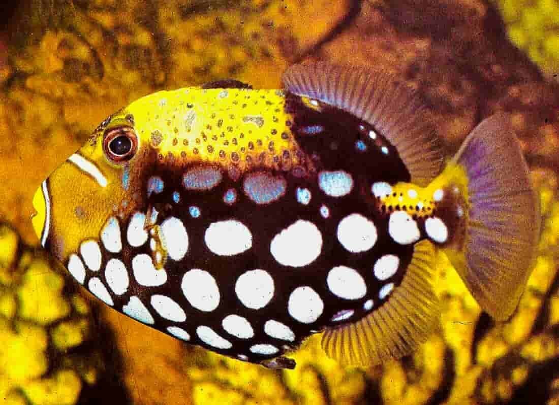 S&L Naturverlag, Bergrat-Mahr-Straße 17 in Ilmenau