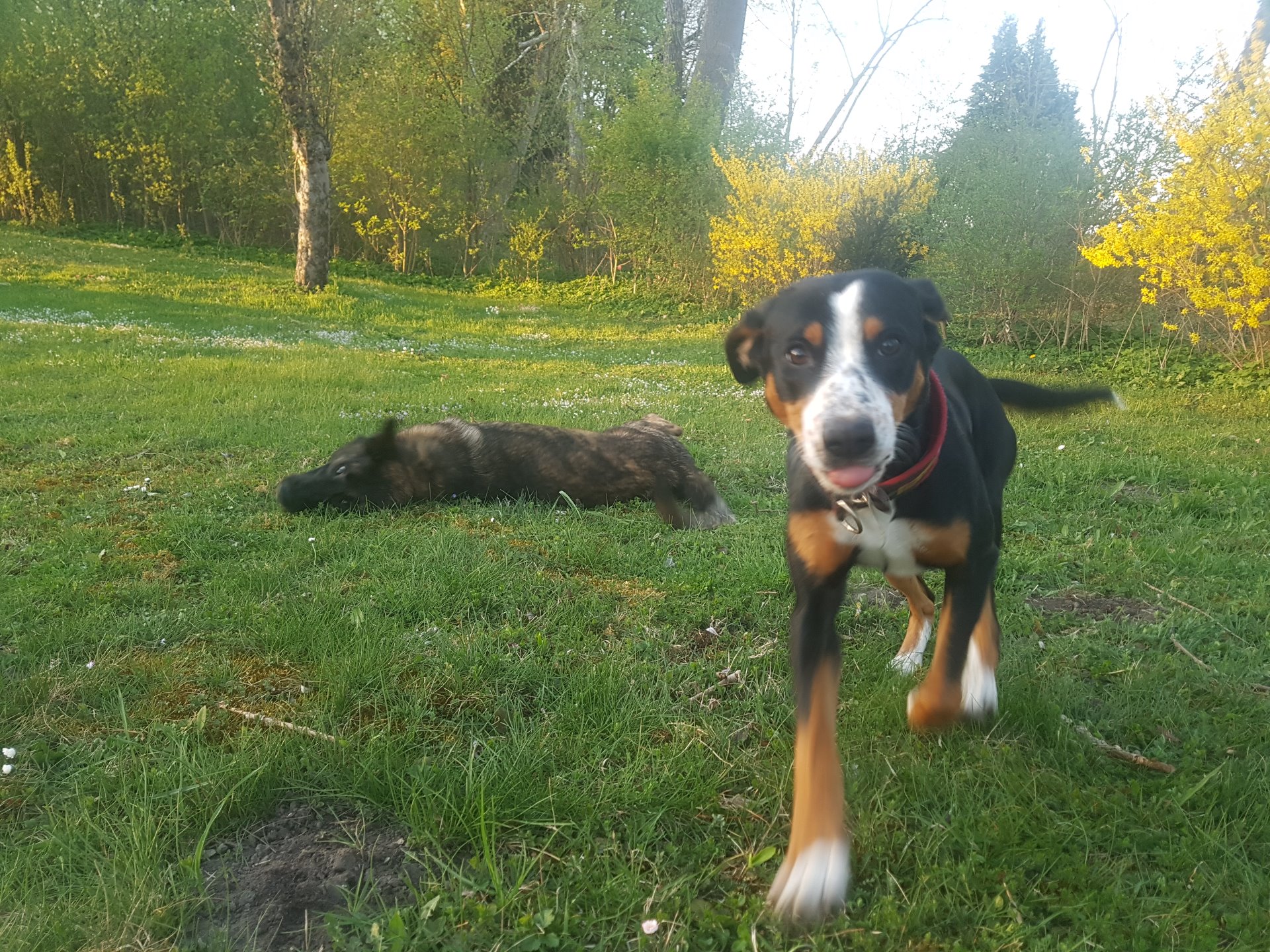 Hundeschule Alexandra Tikal Oerschleißheim, Alte Dorfstrasse 17 in Haimhausen Oberndorf