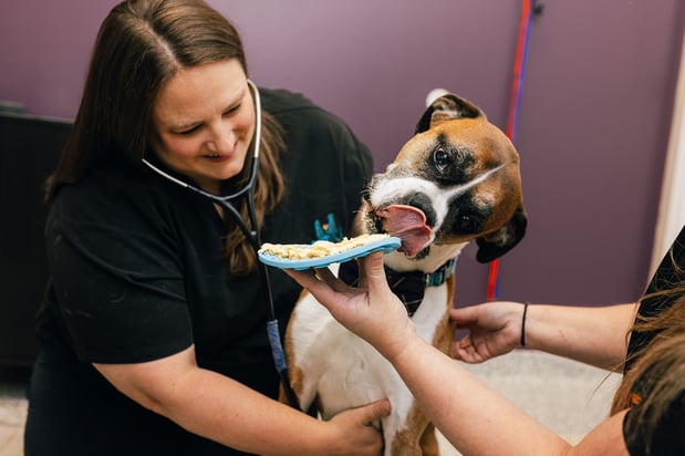 Images PetVet365 Pet Hospital Louisville / Jeffersontown