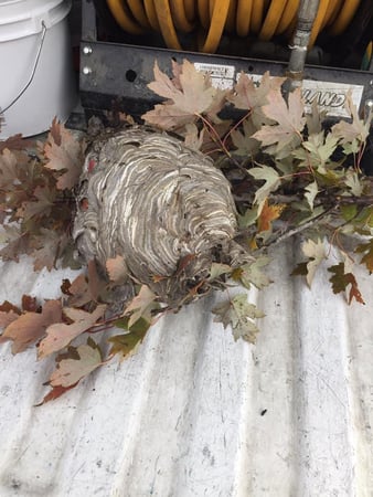 Images AAA Pest Control