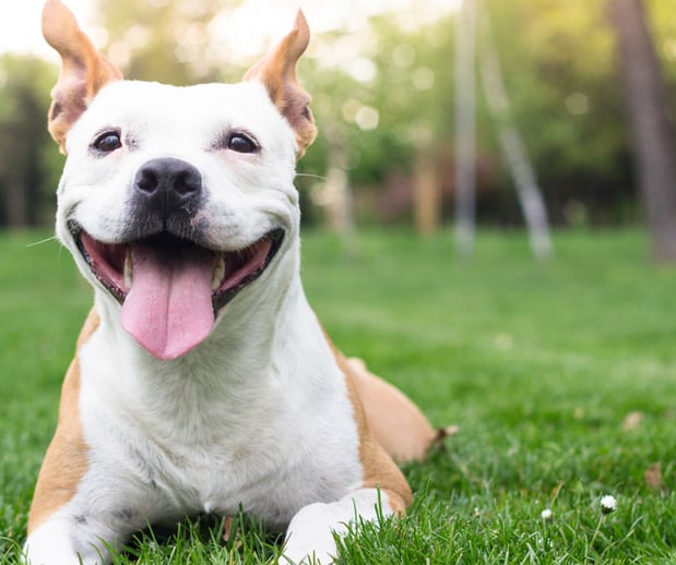 Images Great Outdogs