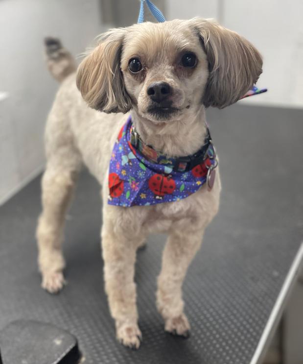 Images Space Coast Mobile Dog Grooming