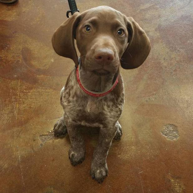 Images The Good Dog Shoppe