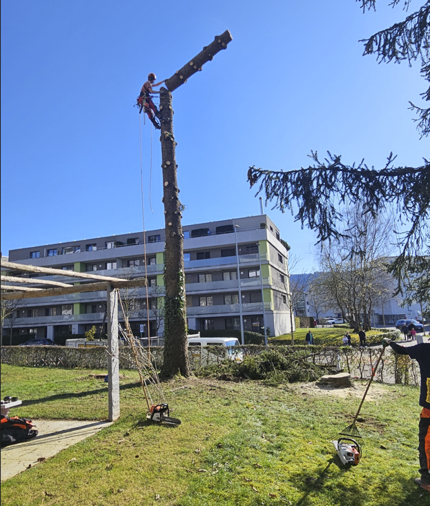 Bilder Baumdienst Isler GmbH