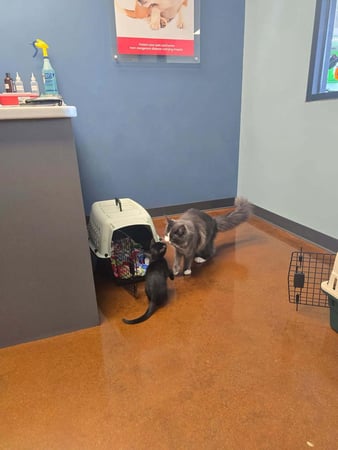 Images PetWellClinic - Emory Rd