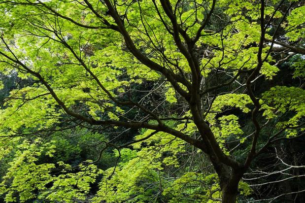 Images ABC Consulting Arborists LLC