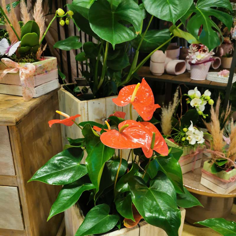 Bilder hollenstein blumengarten ag-Blumenshop-Gärtnerei-Gartenbau-Unterhalt-Grabpflege