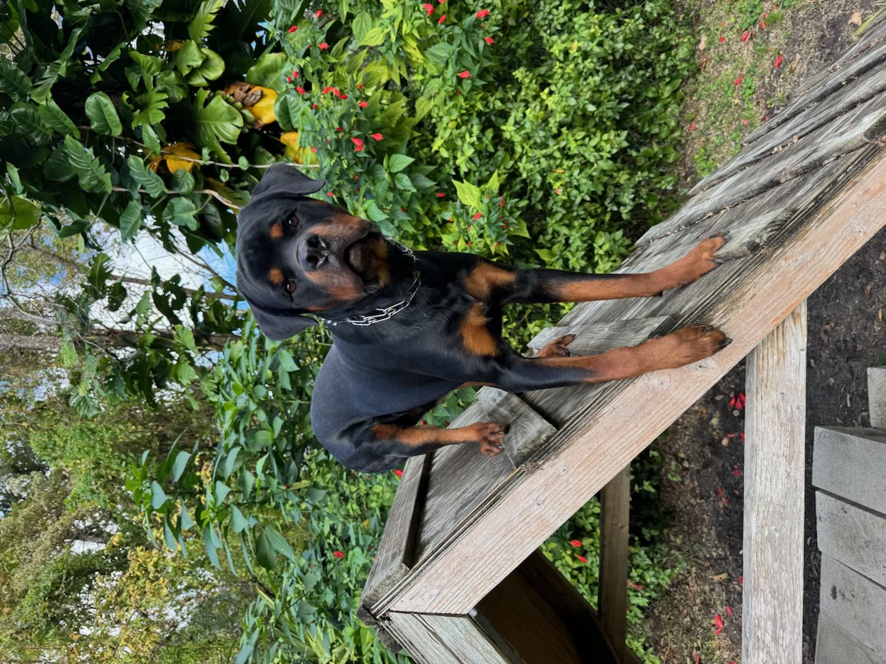 Russell's K9 Academy Image