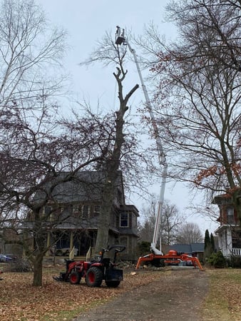 Images Paul's Tree Service