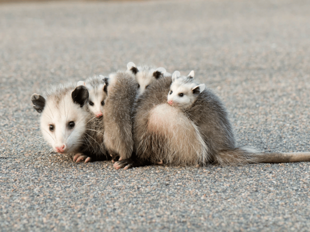 Images Aim Pest Solutions