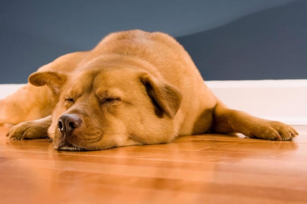 Images Absolute Flooring