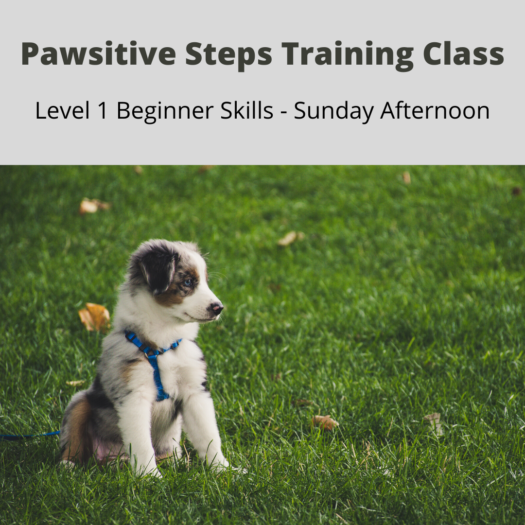 Image of Local Pet Event Pawsitive Steps Training Class Level 1 Beginner Skills Nearby