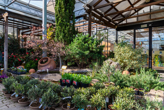 Images Azienda Agricola Florovivaista Toscogarden