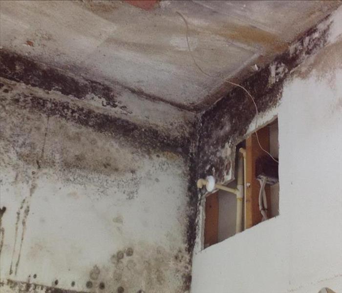 This Chicago home had mold damage spreading from an exterior wall that was constantly allowing water to seep into the kitchen. Mold growth can happen faster than one might expect if certain conditions are present. This photo shows just how pervasive mold damage in homes can become. This mold removal project required an array of equipment and techniques.