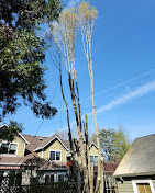 Images Alexa's Tree Service
