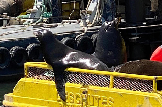 Images Captain Ray's River Tours