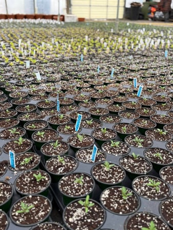 Images Von Thun Farms