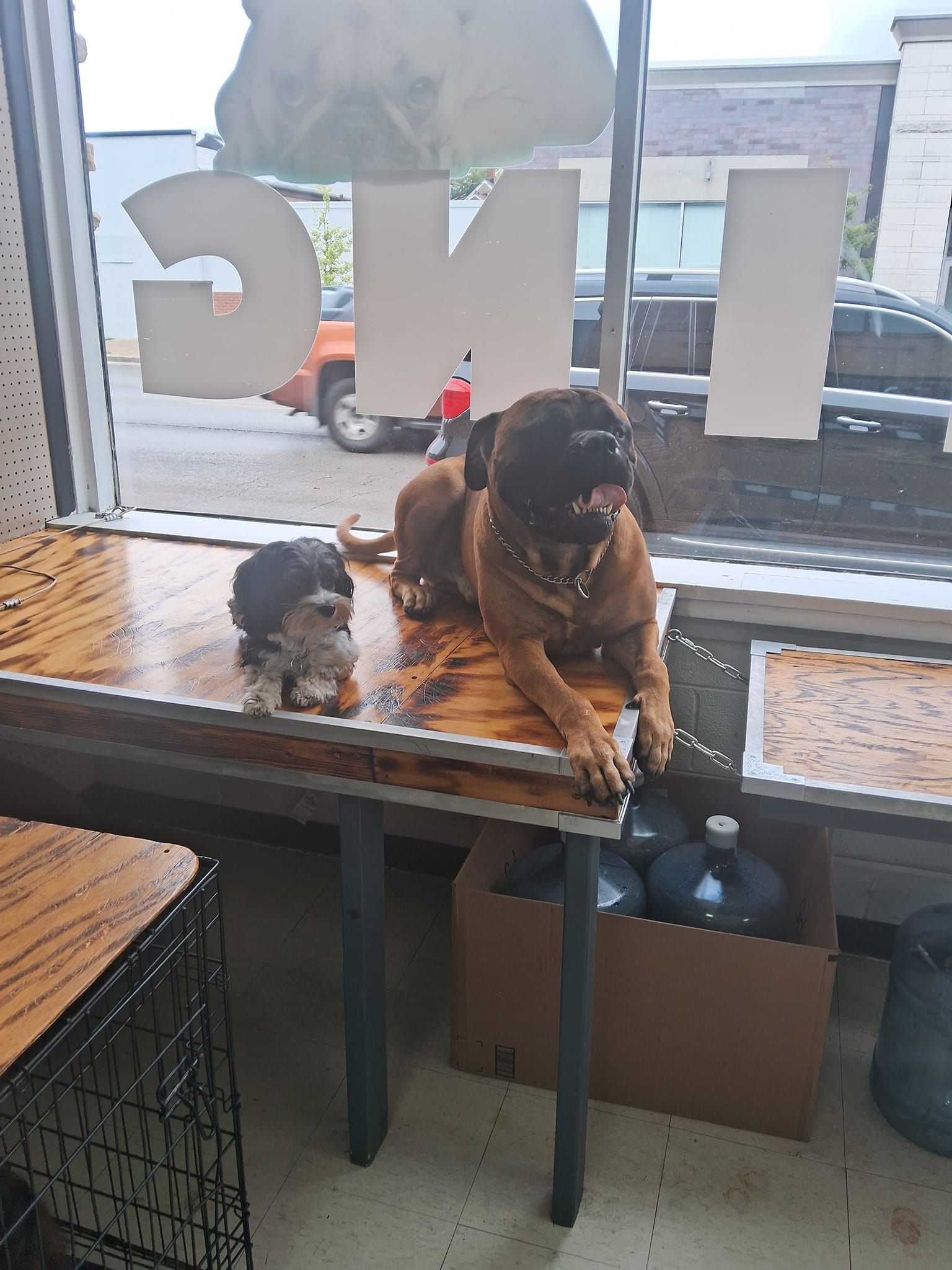 Two dogs rest on a wooden training platform by a large window inside a dog facility, calmly practicing place command while observing the street outside during a structured session today.