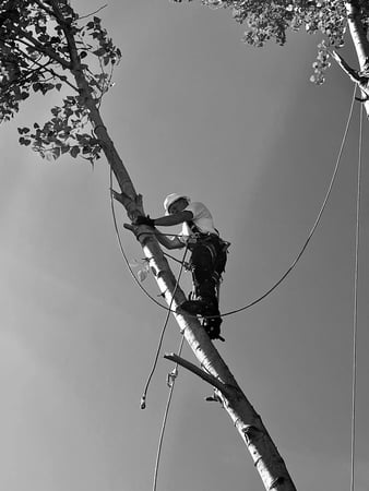 Images Mansfield Tree Services LLC