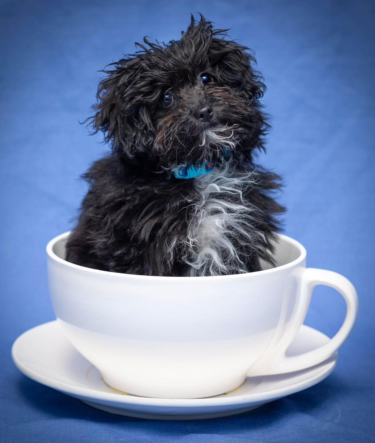 puppy in a tea cup