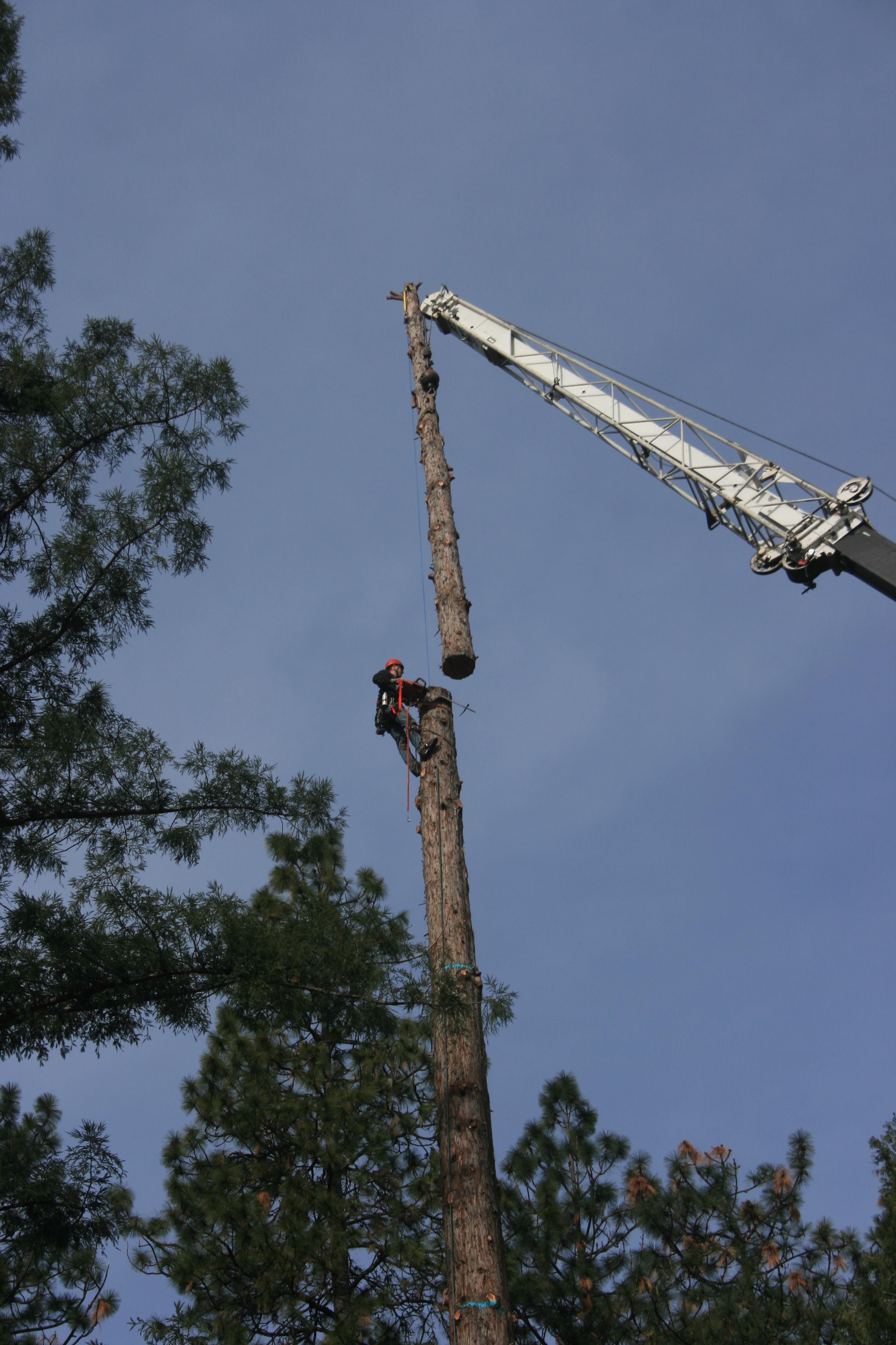 Cyrus Tree Service
