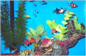 Images Brian's Tropical Aquarium & Pets
