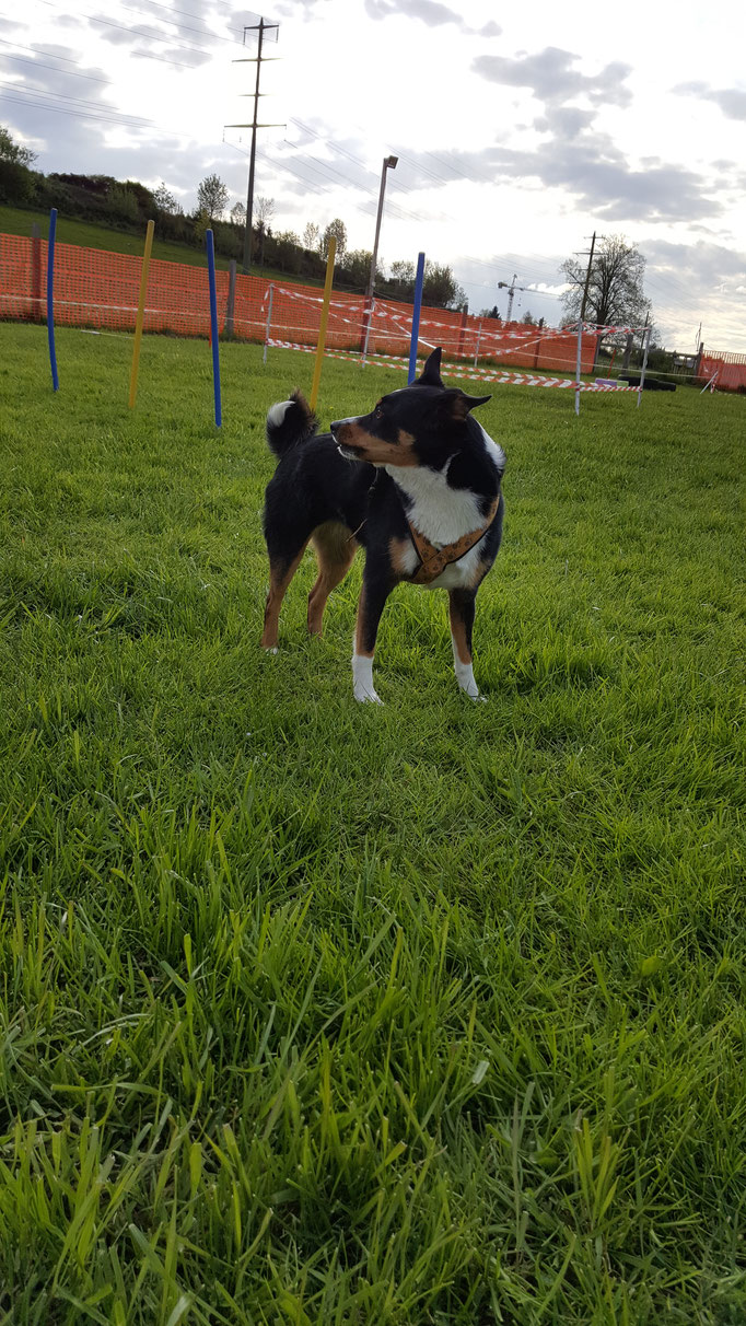 Hundeschule Zürioberland, Ufgäntstrasse 6 in Bubikon