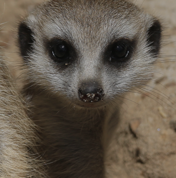 Memphis Zoo Photo