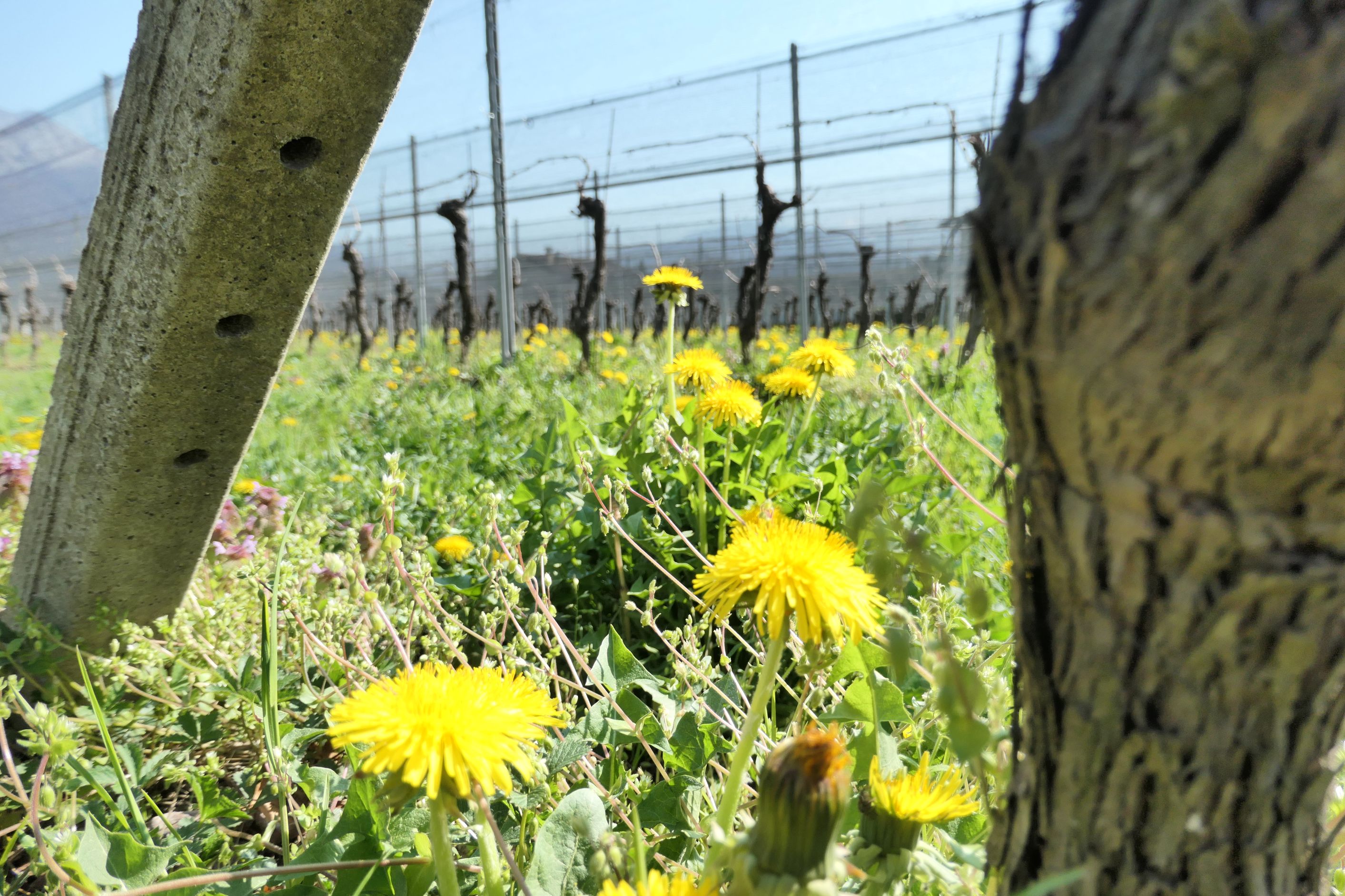 Bilder CANTINA IL CAVALIERE SA