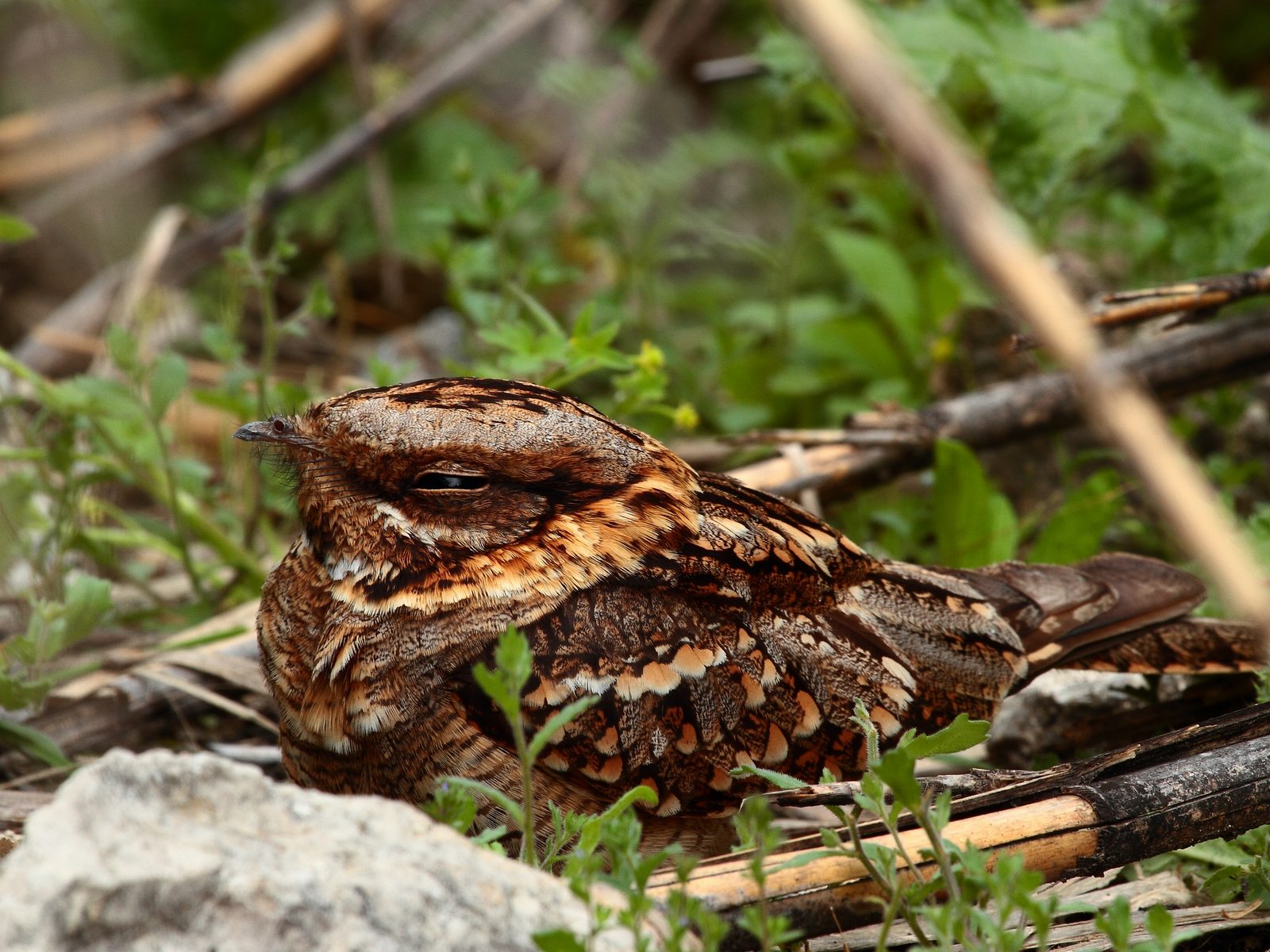 Folsom Wildlife Removal