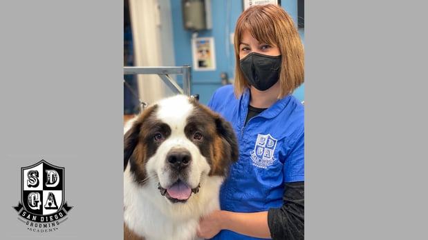 Images San Diego Grooming Academy