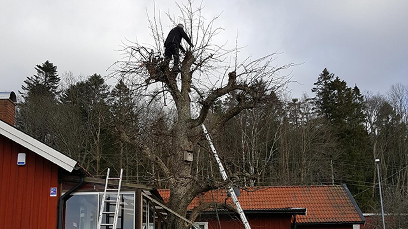 Images Rokvists Trädgårdsservice AB