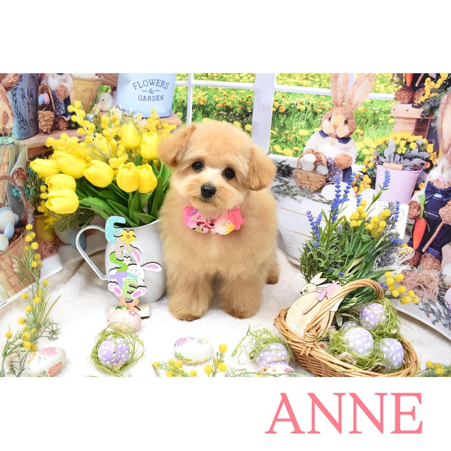 Images わんわんスタイルANNE