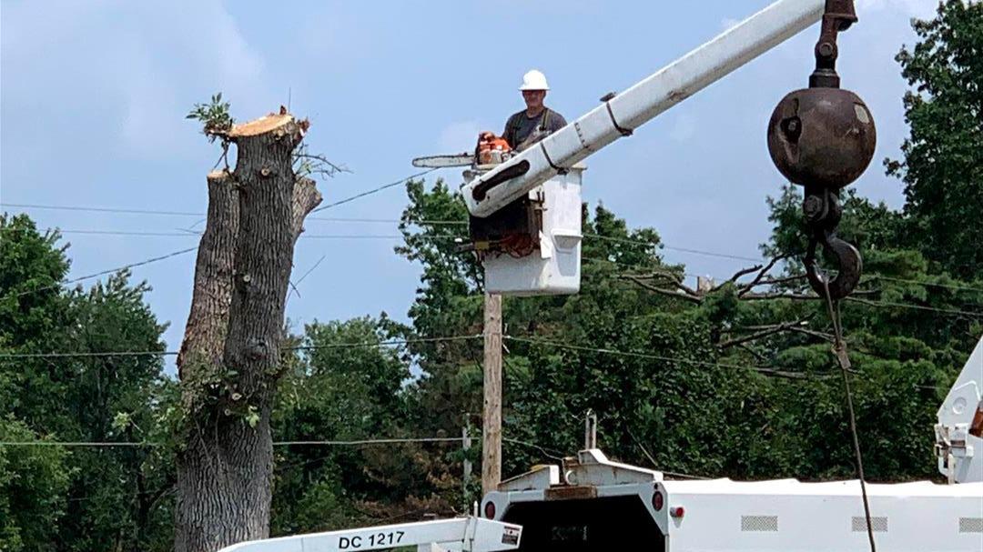 When tree removal becomes necessary, rely on the experienced team at Dittmer Tree Service to handle the job safely and efficiently. Our skilled technicians use state-of-the-art equipment and proven techniques to safely remove trees of any size or complexity. Whether due to disease, storm damage, or space constraints, you can count on us to remove unwanted trees with precision and care.