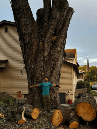 Images Tovar Tree Services LLC