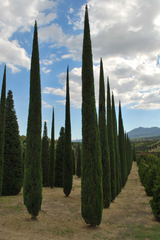 Images Margheriti Piante - Societa' Agricola
