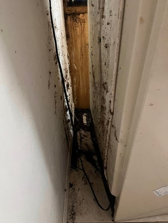 Images Highland Pest Control