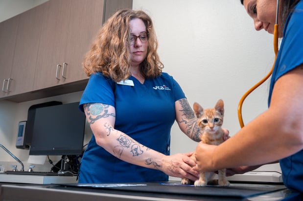 Images VCA Veterinary Hospital of Leon Springs