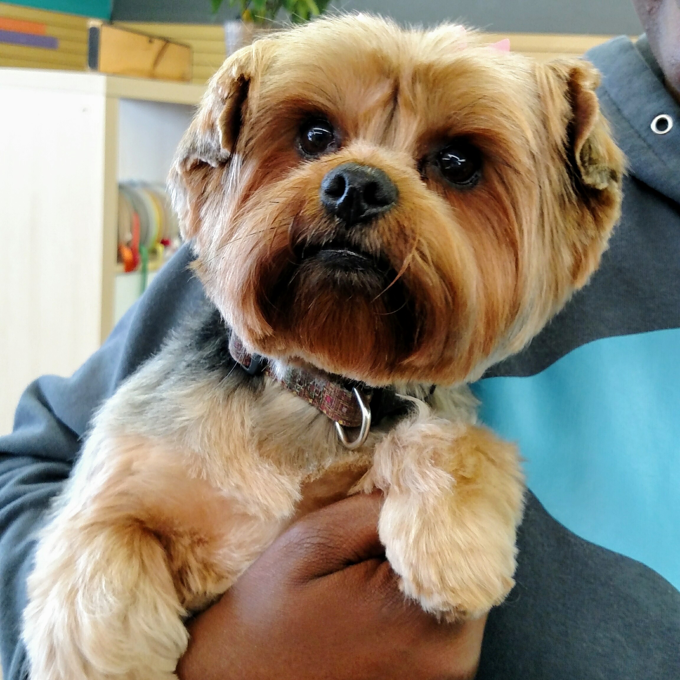Dog Stars Grooming & More