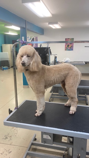 Images Aly Jane's Pretty Pup Salon