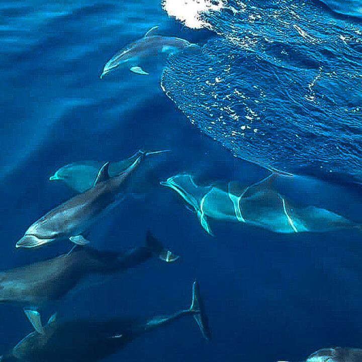 Images CENTRE D'IMMERSIÓ CAP DE CREUS